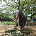 Majestic elephants relaxing under shady trees at Punnathur Kotta – Kerala’s famous elephant sanctuary!