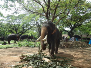 Majestic elephants relaxing under shady trees at Punnathur Kotta – Kerala’s famous elephant sanctuary!