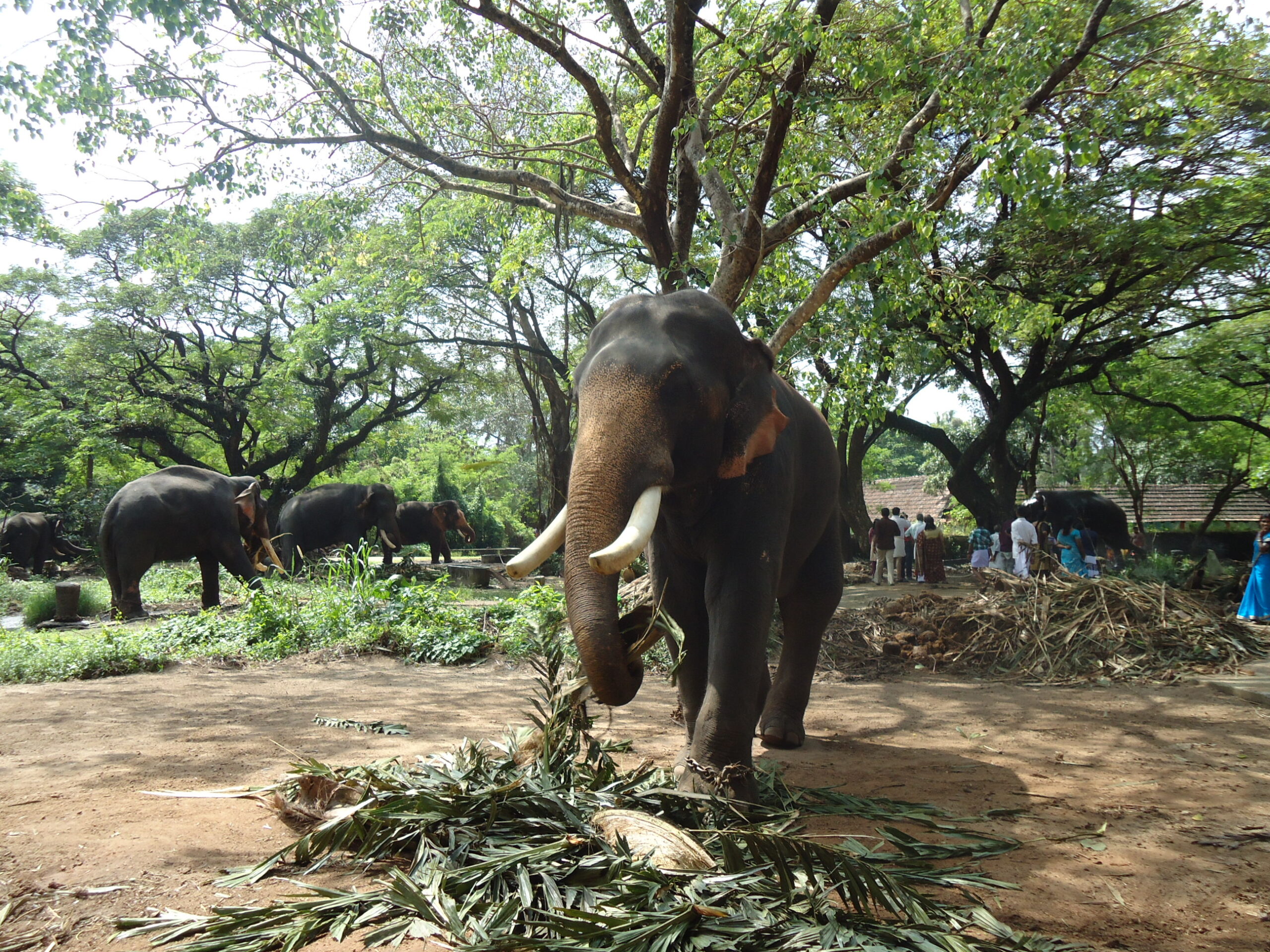 Majestic elephants relaxing under shady trees at Punnathur Kotta – Kerala’s famous elephant sanctuary!