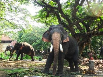 Elephants at Punnathoor Kotta, an elephant sanctuary in Kerala, where temple elephants are sheltered, trained, and cared for